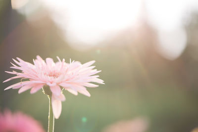 Close-up of pink flower