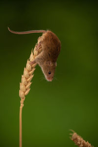 Close-up of squirrel on plant over green background