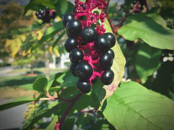 Close-up of berries growing on tree