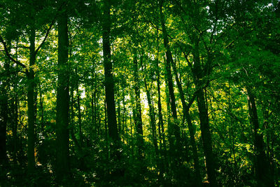 Trees in forest