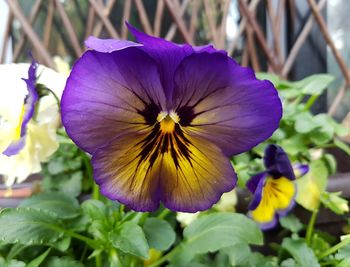 Close-up of purple flower blooming outdoors