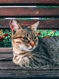 Close-up of cat relaxing on bench