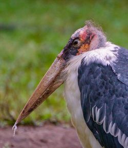 Close-up of a bird on field