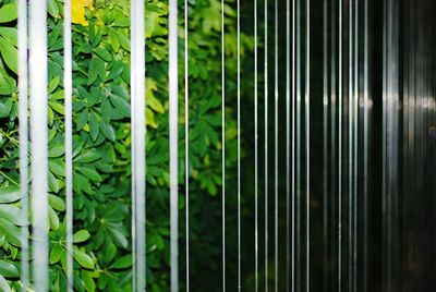 Full frame shot of bamboo plants