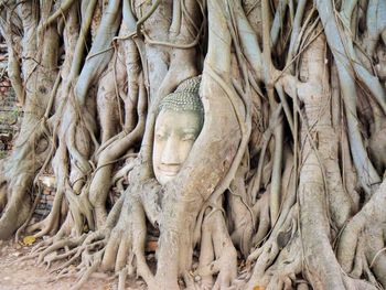 Buddha statue amidst tree trunk