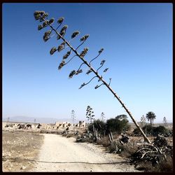Plants growing on field against clear sky