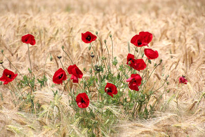 Close-up of red poppy flowers growing on field