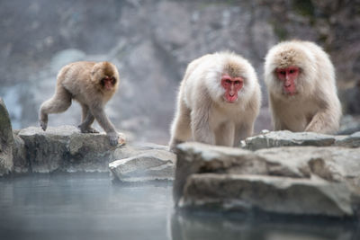 Monkeys on rock