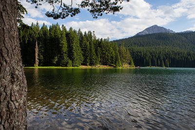 Scenic view of lake in forest against sky