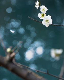 Close-up of white cherry blossoms in spring