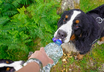 Bernese mountain dog drinking water from plastic bottle.
