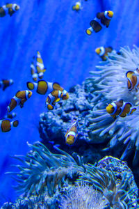 Fish swimming in sea