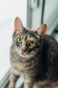 Close-up portrait of a cat next to a window