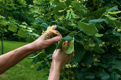 Hands of a aged woman picking healing linden flowers. plucking beautiful linden flowers on a  day.