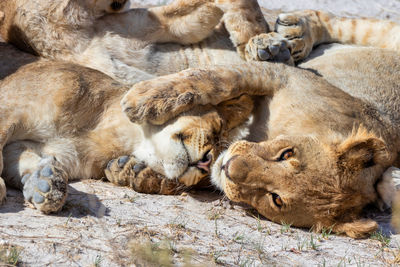 A really tender scene between lion cubs