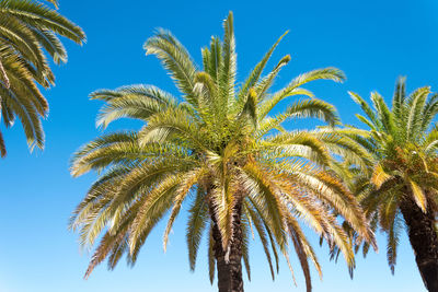 Low angle view of palm trees against clear blue sky