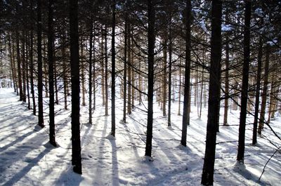 Trees in forest during winter