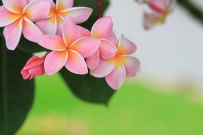 Close-up of pink flowering plant