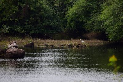 View of a lake in forest