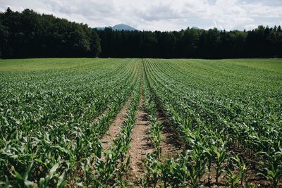Scenic view of agricultural field against sky