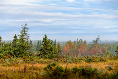 Trees on landscape against sky during autumn