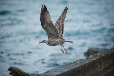 Close-up of bird flying over sea against sky