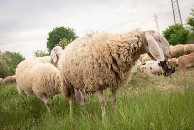 Sheep standing in a field