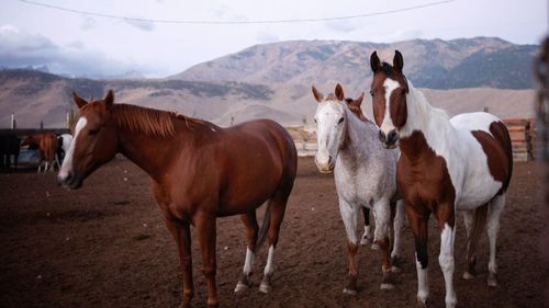 Horses standing on field against sky