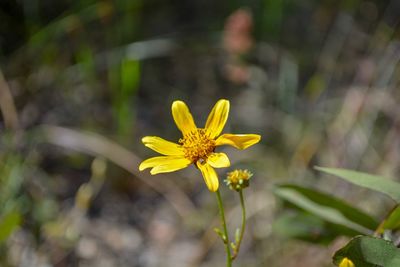 Close-up of yellow flowering plant