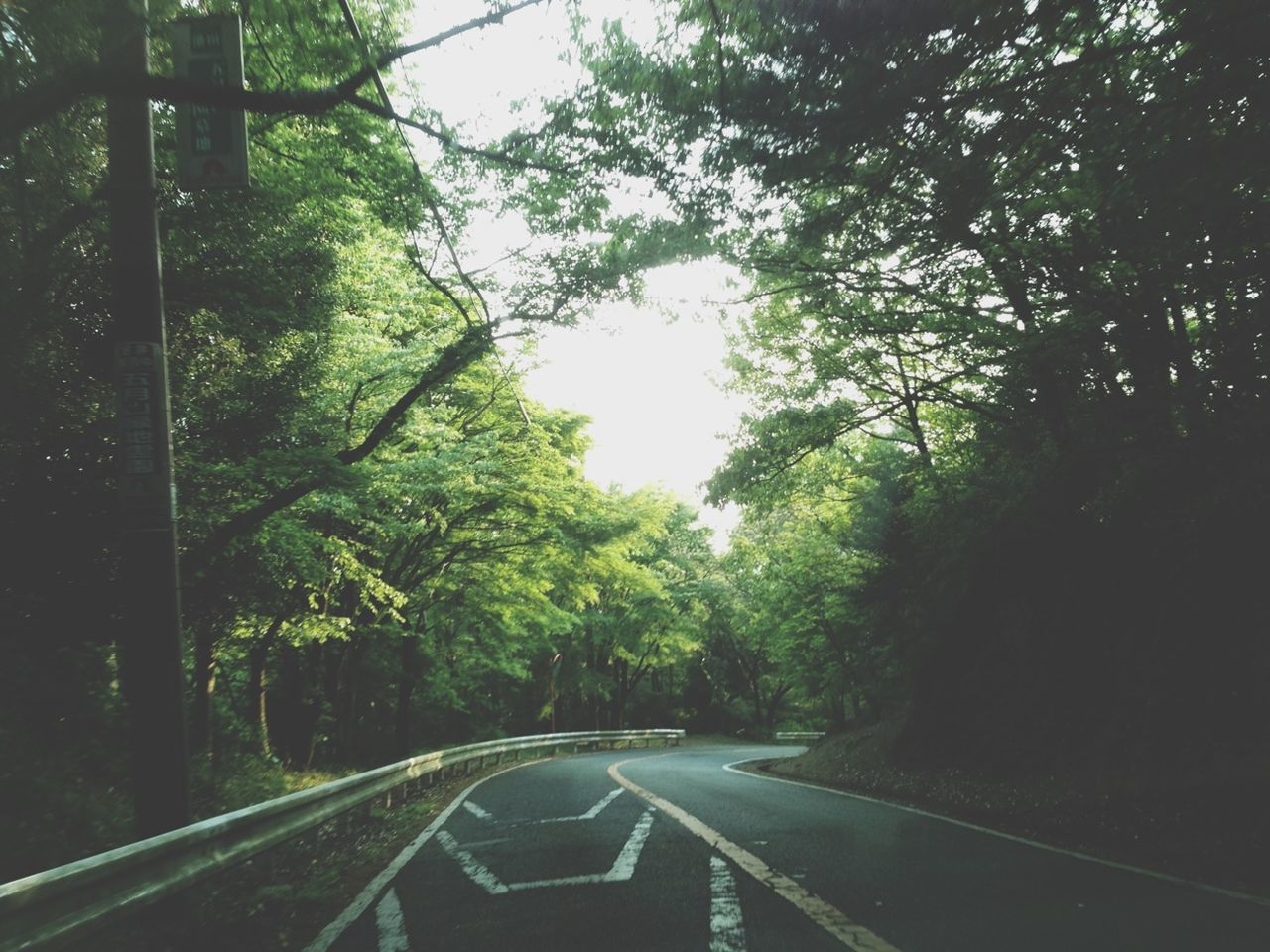 transportation, tree, road, the way forward, road marking, diminishing perspective, vanishing point, country road, street, car, growth, mode of transport, land vehicle, sunlight, empty road, nature, day, tranquility, outdoors, no people