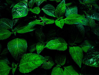 Close-up of green leaves