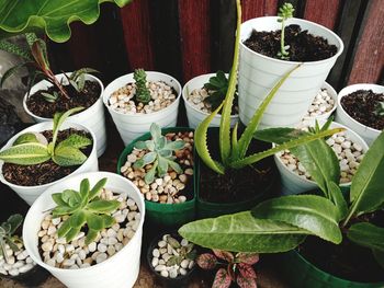 High angle view of potted plants on table