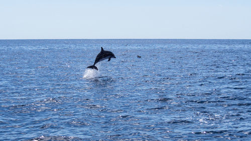 Duck swimming in sea against clear sky