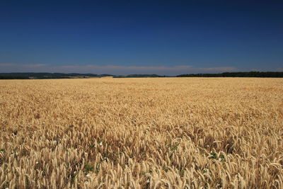 Scenic view of agricultural field against clear sky