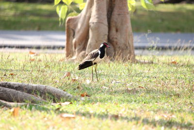 Side view of a bird on field