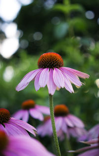Close-up of purple flower