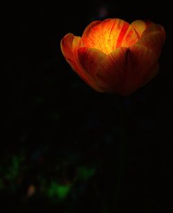 Close-up of orange tulip against black background