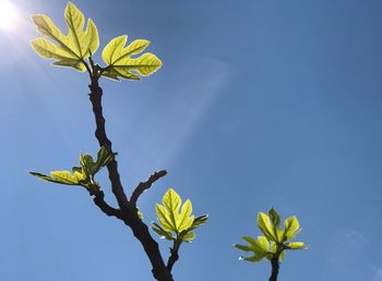 Low angle view of yellow flowers against clear sky