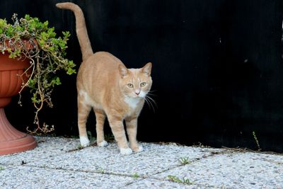 Portrait of cat by potted plant