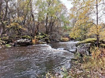 River flowing amidst trees in forest