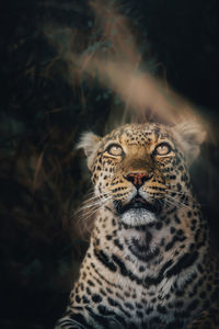 Close-up of leopard 