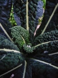High angle view of vegetables on plant