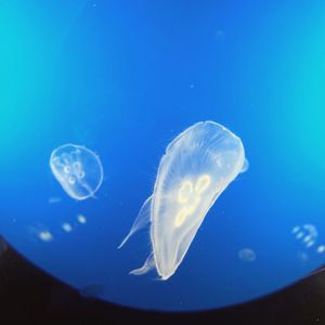 Close-up of jellyfish in water