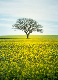 A beautiful yellow canola fields during springtime. blooming rapeseed fields in northern europe.