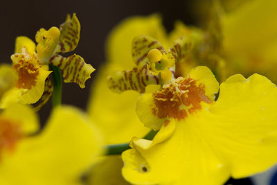 Macro shot of yellow flower