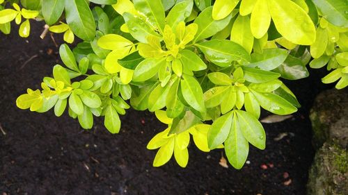 Close-up of green leaves