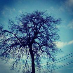 Low angle view of bare tree against sky