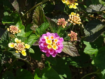 Close-up of pink flowers blooming outdoors