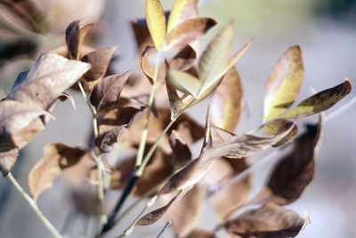 Close-up of dried leaves on plant