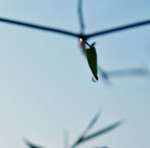 Close-up of raindrops on leaf